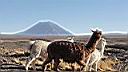 Altiplano